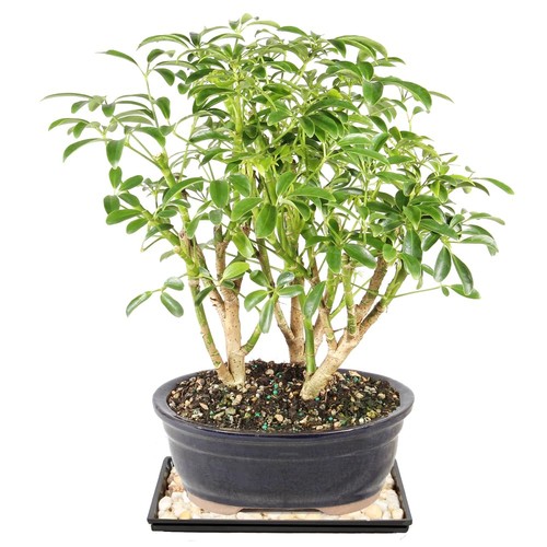 Brussel live dwarf - dwarf, hawaiian